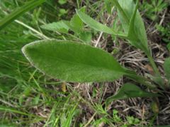 Tephroseris kirilowii