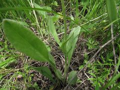 Tephroseris kirilowii