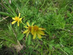 Tephroseris kirilowii