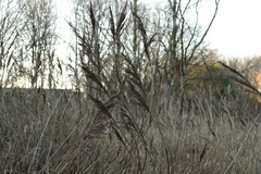 Phragmites australis