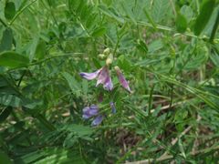Vicia popovii