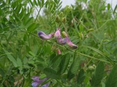Vicia popovii