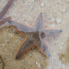 Astropecten indicus