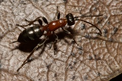 Thaumatogelis gallicus