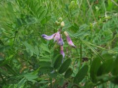 Vicia popovii
