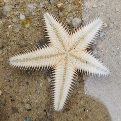 Astropecten indicus