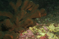 Image of Pocillopora grandis