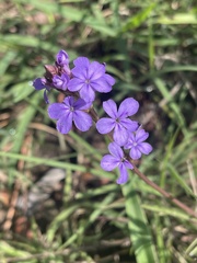 Buchnera longespicata