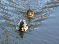 Anas platyrhynchos