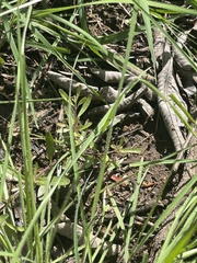 Buchnera longespicata