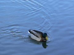 Anas platyrhynchos