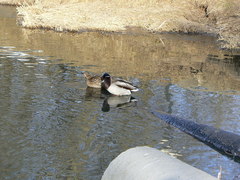 Anas platyrhynchos