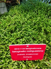Selaginella rodriguesiana