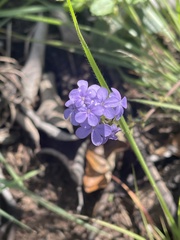 Buchnera longespicata