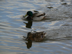 Anas platyrhynchos