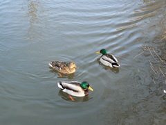 Anas platyrhynchos