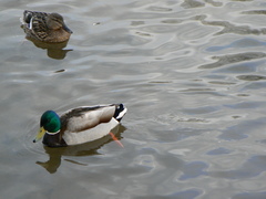 Anas platyrhynchos