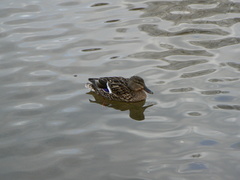 Anas platyrhynchos