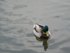 Anas platyrhynchos