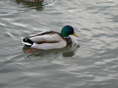 Anas platyrhynchos