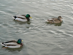 Anas platyrhynchos