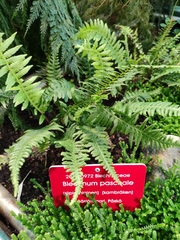 Blechnum paschale
