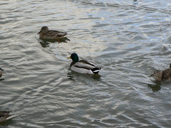 Anas platyrhynchos