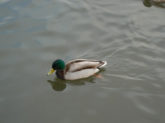Anas platyrhynchos
