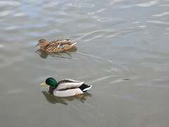 Anas platyrhynchos