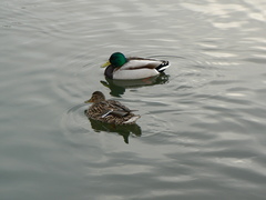 Anas platyrhynchos
