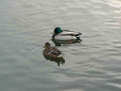 Anas platyrhynchos