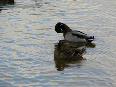 Anas platyrhynchos