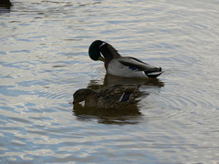 Anas platyrhynchos