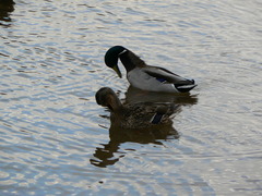 Anas platyrhynchos