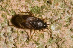 Stygnocoris