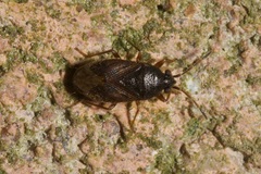 Stygnocoris