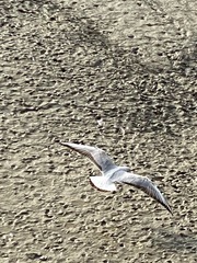 Chroicocephalus ridibundus