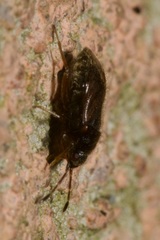 Stygnocoris