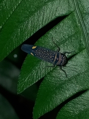 Scoposcartula oculata