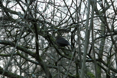 Turdus merula