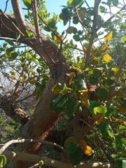 Ficus glumosa