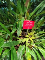 Coelogyne flaccida