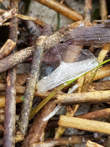 photo of By-the-wind Sailor (Velella velella)