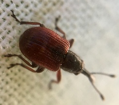 Tatianaerhynchites aequatus