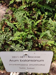 Arum orientale