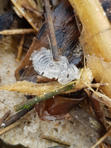 photo of By-the-wind Sailor (Velella velella)