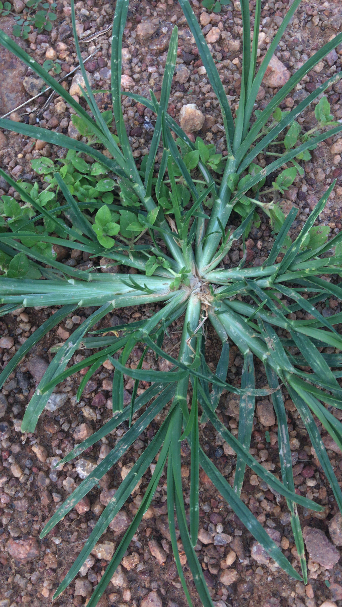 Eleusine indica