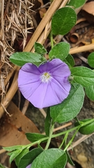 Convolvulus sabatius