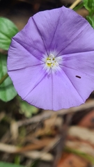 Convolvulus sabatius
