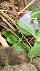 Convolvulus sabatius